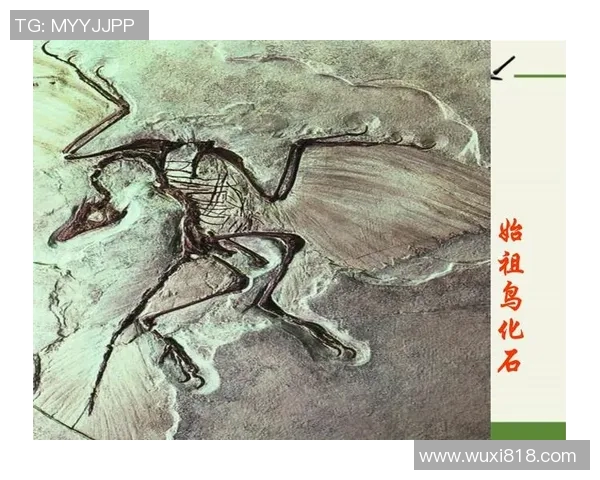 始祖鸟化石真伪对比分析揭示古生物学的重要性与挑战